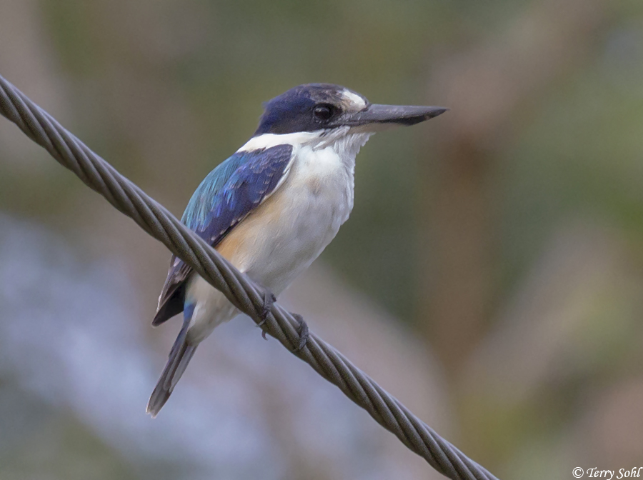 Forest Kingfisher - Todiramphus macleayii