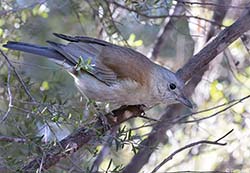 Grey Shrike-thrush 2 - Colluricincla harmonica