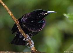 Victoria's Riflebird 4 - Ptiloris victoriae