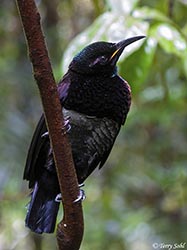 Victoria's Riflebird 1 - Ptiloris victoriae