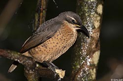 Victoria's Riflebird 5 - Ptiloris victoriae