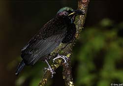 Victoria's Riflebird 11 - Ptiloris victoriae