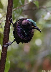 Victoria's Riflebird 14 - Ptiloris victoriae