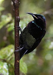 Victoria's Riflebird 16 - Ptiloris victoriae