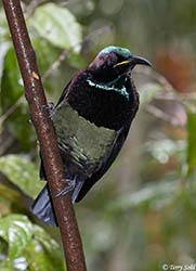Victoria's Riflebird 17 - Ptiloris victoriae