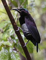 Victoria's Riflebird 18 - Ptiloris victoriae