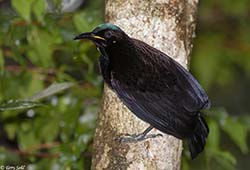 Victoria's Riflebird 19 - Ptiloris victoriae