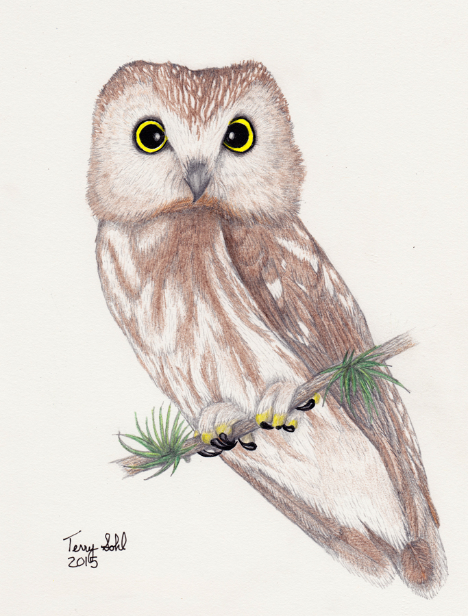 Cute Owl Sketch Drawing 