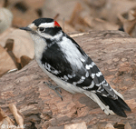 Downy Woodpecker - Picoides pubescens