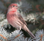 House Finch - Haemorhous mexicanus