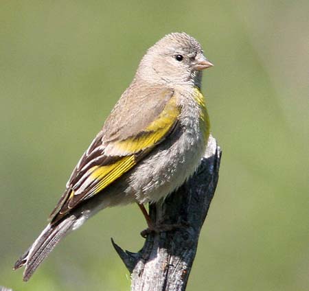 Lawrence's Goldfinch Female - Spinus lawrencei