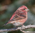 Purple Finch - Haemorhous purpureus