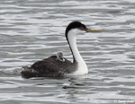 Western Grebe - Aechmophorus occidentalis