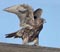 Gyrfalcon Logo - South Dakota Birds