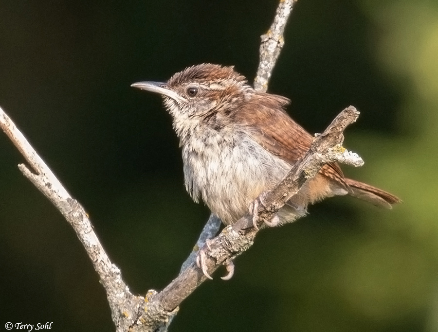 Carolina Wren - Thryothorus ludovicianus