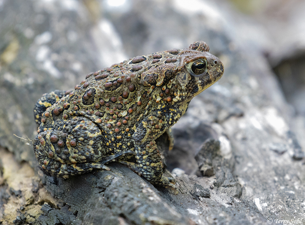 American Toad - Anaxyrus americanus