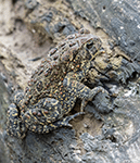 American Toad 2 - Anaxyrus americanus