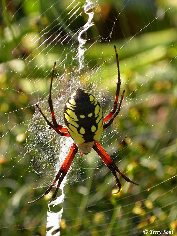 Garden Spider
