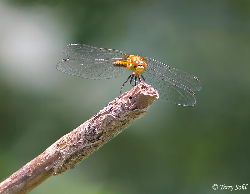 Meadowhawk Dragonfly