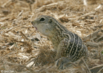 Thirteen-lined Ground Squirrel - Ictidomys tridecemlineatus