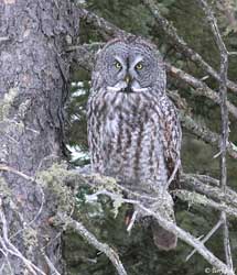 Great Gray Owl - Strix nebulosa
