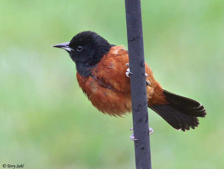 Orchard Oriole - Icterus spurius