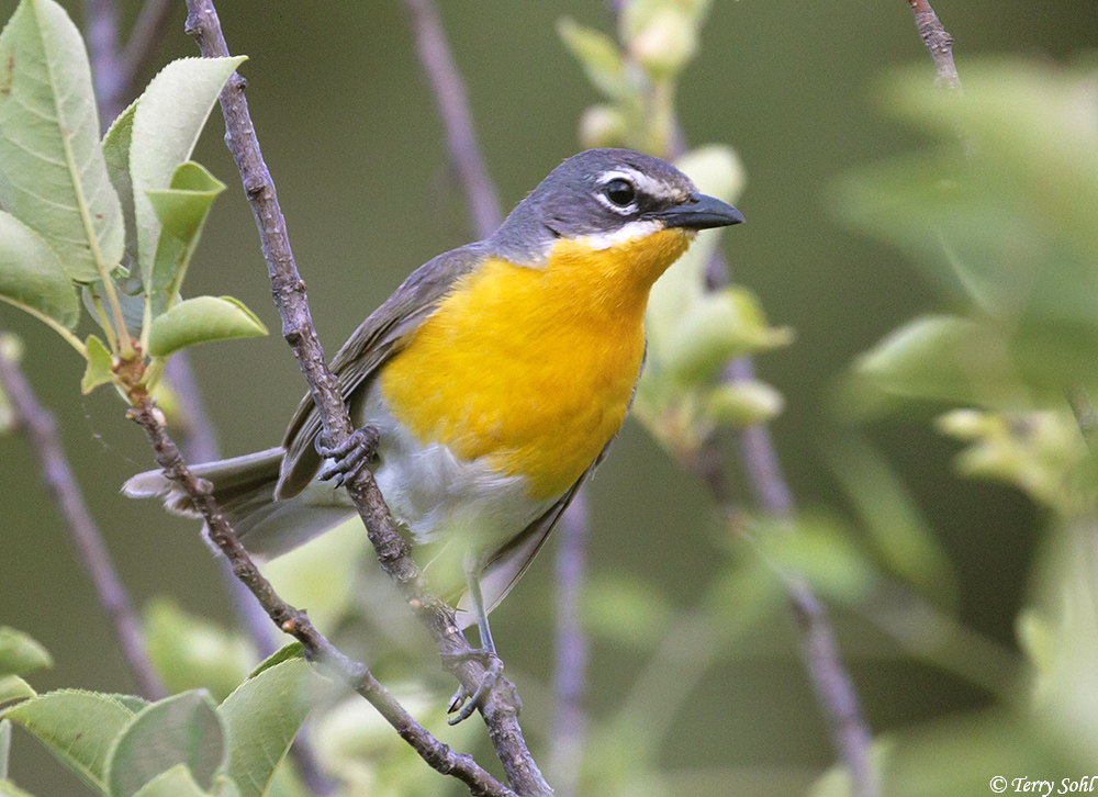 Yellow-breasted Chat - Icteria virens