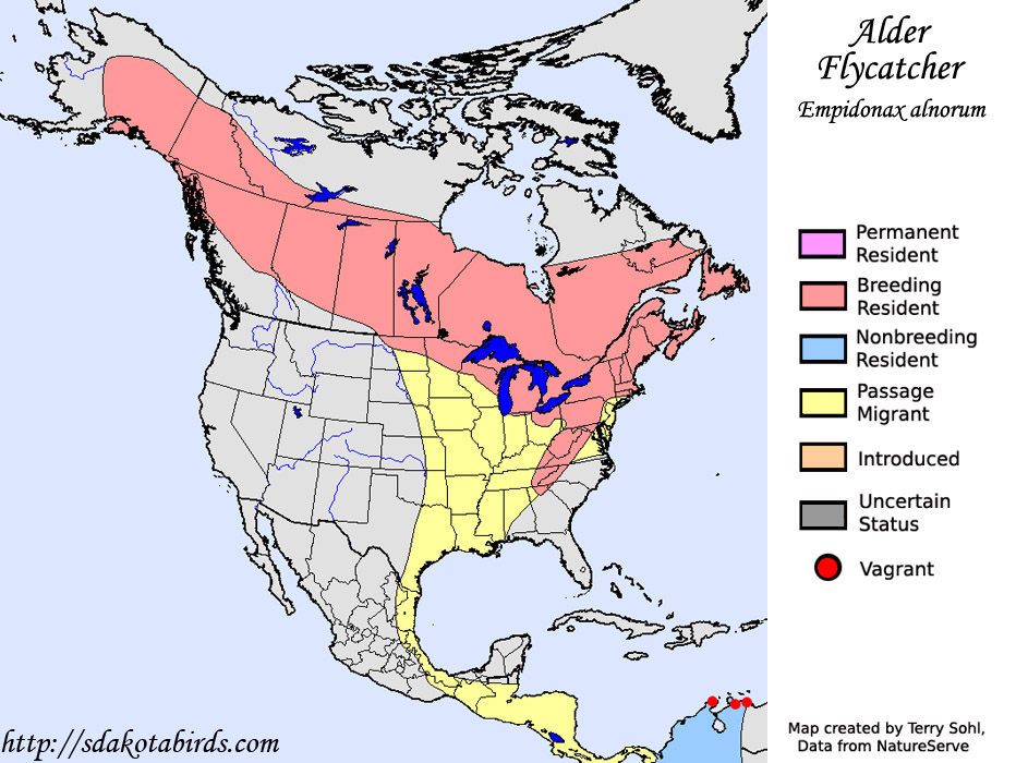 Alder Flycatcher - Range map