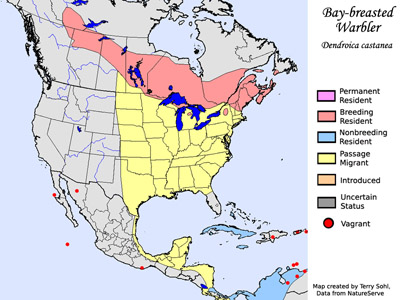 Bay-breasted Warbler range map