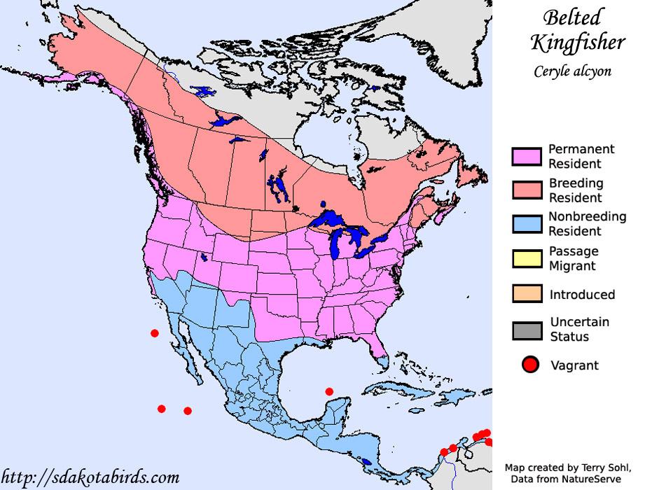 Belted Kingfisher - Species Range Map