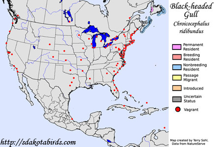 Black-headed Gull - Range Map