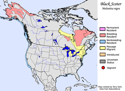 Black Scoter - Range Map