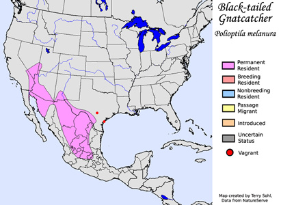 Black-tailed Gnatcatcher - Range Map