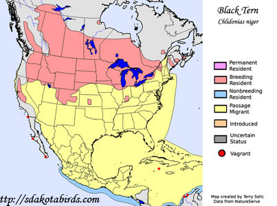 Black Tern - Range Map