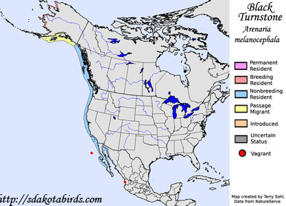 Black Turnstone - Range Map