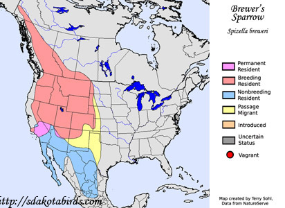 Brewer's Sparrow - Range Map