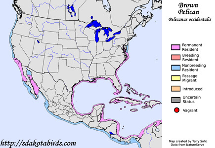 Brown Pelican - Range map