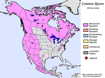 Common Raven - Range Map