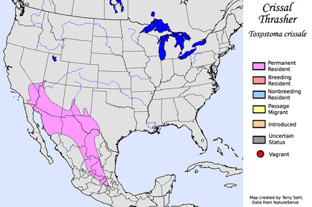 Crissal Thrasher - Range Map