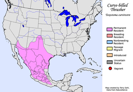 Curve-billed Thrasher - Range Map