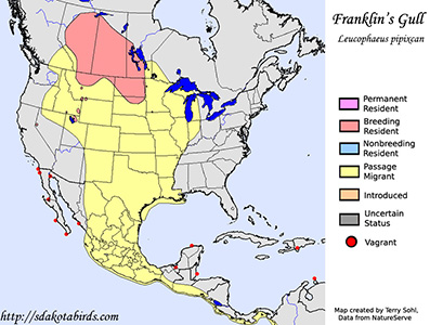 Franklin's Gull - Leucophaeus pipixcan - Range Map