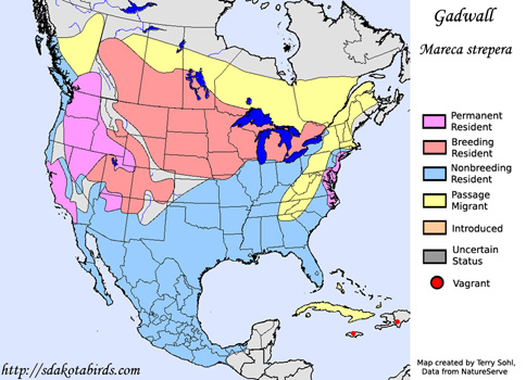 Gadwall - Range Map