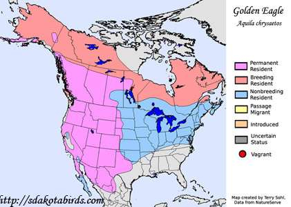 Golden Eagle - Range Map
