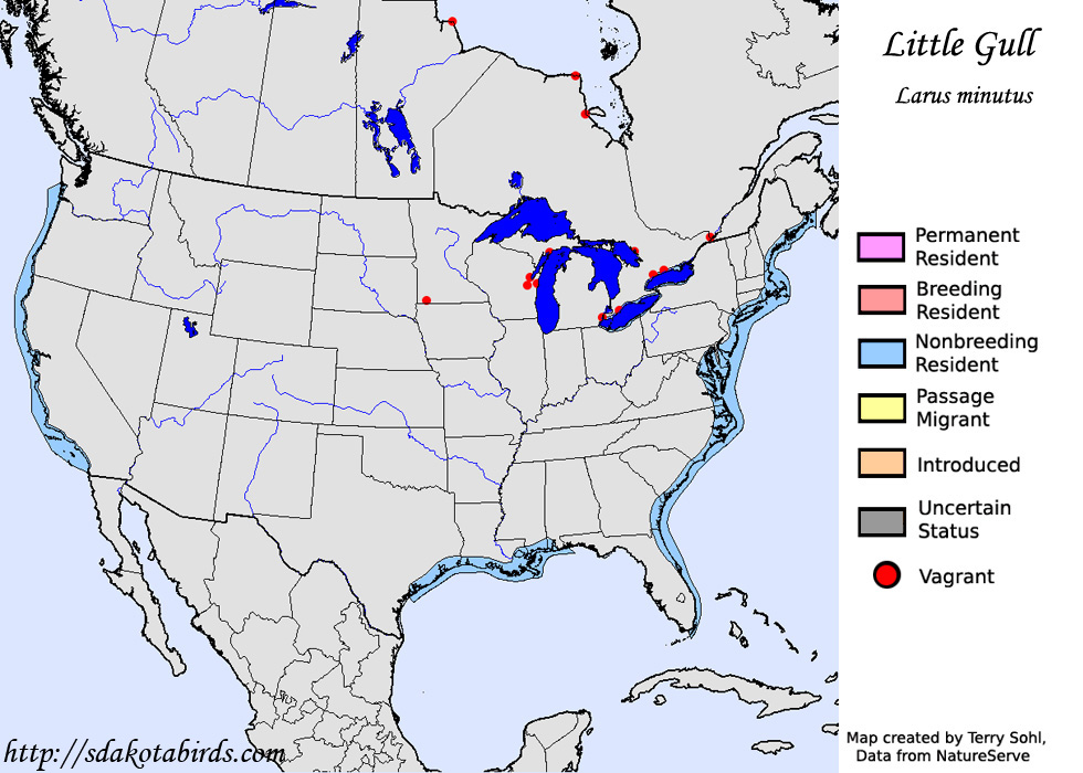 Little Gull - Range Map