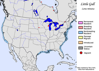 Little Gull - Range Map