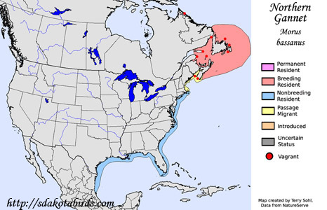 Northern Gannet - Range Map