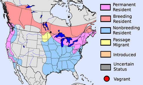 Purple Finch - Species Range Map
