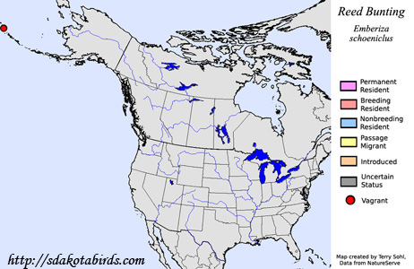 Reed Bunting - Range Map