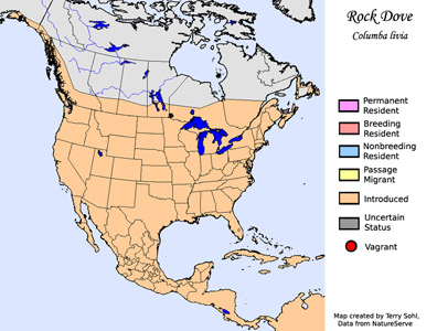 Rock Dove - Range Map