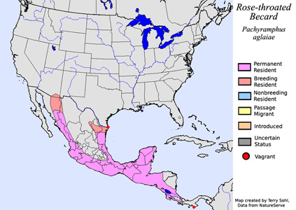 Rose-throated Becard - Range Map